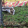 animal, blanket, canine, chain_link, colorful, daylight, dog, domestic_animal, fence, grass, metal_bowls, nature, outdoor, pet, play_area, relaxing, resting, summer, sunlight, yard