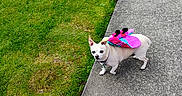 Sarah Jane is registered to the contest to win money with this photo: animal, butterfly_wings, chihuahua, colorful, concrete, costume, curious, cute, daylight, dog, fun, grass, greenery, looking_up, outdoor, pet, playful, sidewalk, small_dog, walking