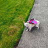 Sarah Jane is registered to the contest to win money with this photo: dog, small_dog, chihuahua, costume, butterfly_wings, sidewalk, grass, outdoor, pet, animal, curious, colorful, walking, daylight, greenery, concrete, cute, playful, looking_up, fun