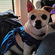 Sarah Jane joined the competition — help win amazing prizes! dog, small_dog, blue_dress, indoors, window, wooden_blinds, blanket, fur, pet, curious, ears, sitting, closeup, cute, companion, animal, domestic, portrait, furniture, person