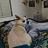 Sarah Jane joined the competition — help win amazing prizes! dog, blanket, cushion, indoor, pet, bed, cozy, small_dog, looking_back, home_decor, dreamcatcher, wall_art, window_blinds, furniture, resting, animal, fur, ears, nose, domestic_animal