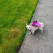 Sarah Jane is registered to the contest to win money with this photo: dog, small_dog, butterfly_costume, costume, sidewalk, grass, green_lawn, outdoor, pet, animal, curious, walking, cute, tiny, ears, collar, daylight, nature, pavement, colorful