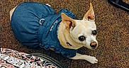 Sarah Jane is registered to the contest to win money with this photo: dog, small_dog, blue_dress, carpet, indoor, pet, animal, looking_up, curious, cute, clothing, fabric, pattern, floor, ears, nose, paw, domestic_animal, companion, tiny