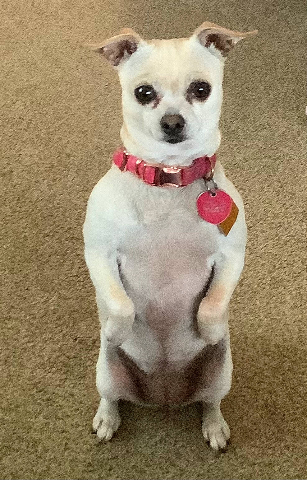 Sarah Jane is registered to the contest to win money with this photo: canidae, carnivore, chihuahua, collar, companion_dog, dog, dog_breed, dog_clothes, dog_collar, dog_supply, fashion_accessory, fawn, leash, pet_supply, snout, sporting_group, tail, toy_dog, watch, working_animal