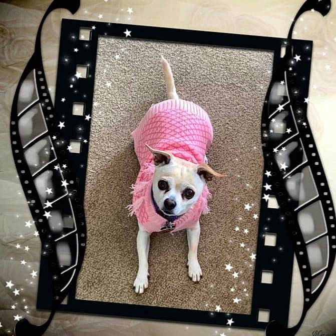 Sarah Jane is registered to the contest to win money with this photo: bag, black, carnivore, companion_dog, dog, dog_breed, dog_clothes, dog_supply, fawn, linens, outerwear, pattern, pet_supply, pink, product, sleeve, snout, textile, toy_dog, white