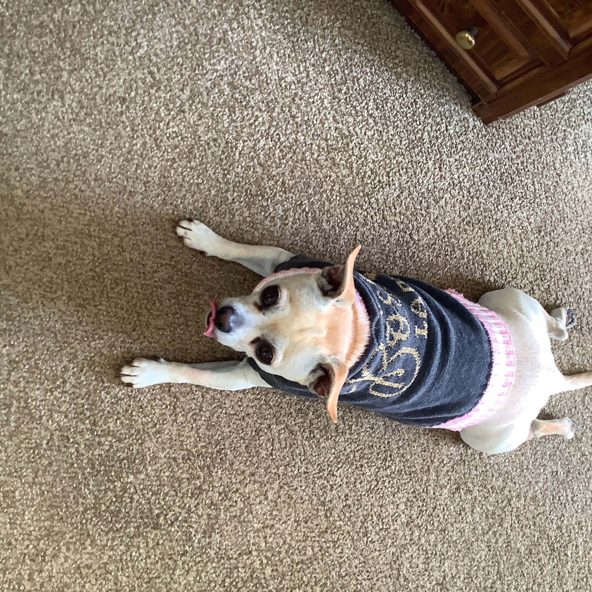 Sarah Jane is registered to the contest to win money with this photo: asphalt, carnivore, collar, companion_dog, dog, dog_breed, dog_clothes, dog_collar, dog_supply, fawn, floor, flooring, grey, leash, mammal, road_surface, snout, sporting_group, vertebrate, wood