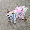 Sarah Jane is registered to the contest to win money with this photo: animal, butterfly_pattern, carpet, chihuahua, clothing, collar, cute, dog, dress, ears, flower_pattern, fur, indoor, looking_up, pet, pink_bow, small_dog, tail, toy, white_dog