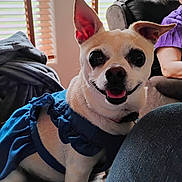 Sarah Jane joined the competition — help win amazing prizes! blanket, blue_dress, canine, closeup, companion, couch, cozy, cute, dog, domestic_animal, ears_up, fur, happy, indoor, living_room, person, pet, purple_shirt, smiling, window_blinds