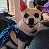 blanket, blue_dress, canine, closeup, companion, couch, cozy, cute, dog, domestic_animal, ears_up, fur, happy, indoor, living_room, person, pet, purple_shirt, smiling, window_blinds