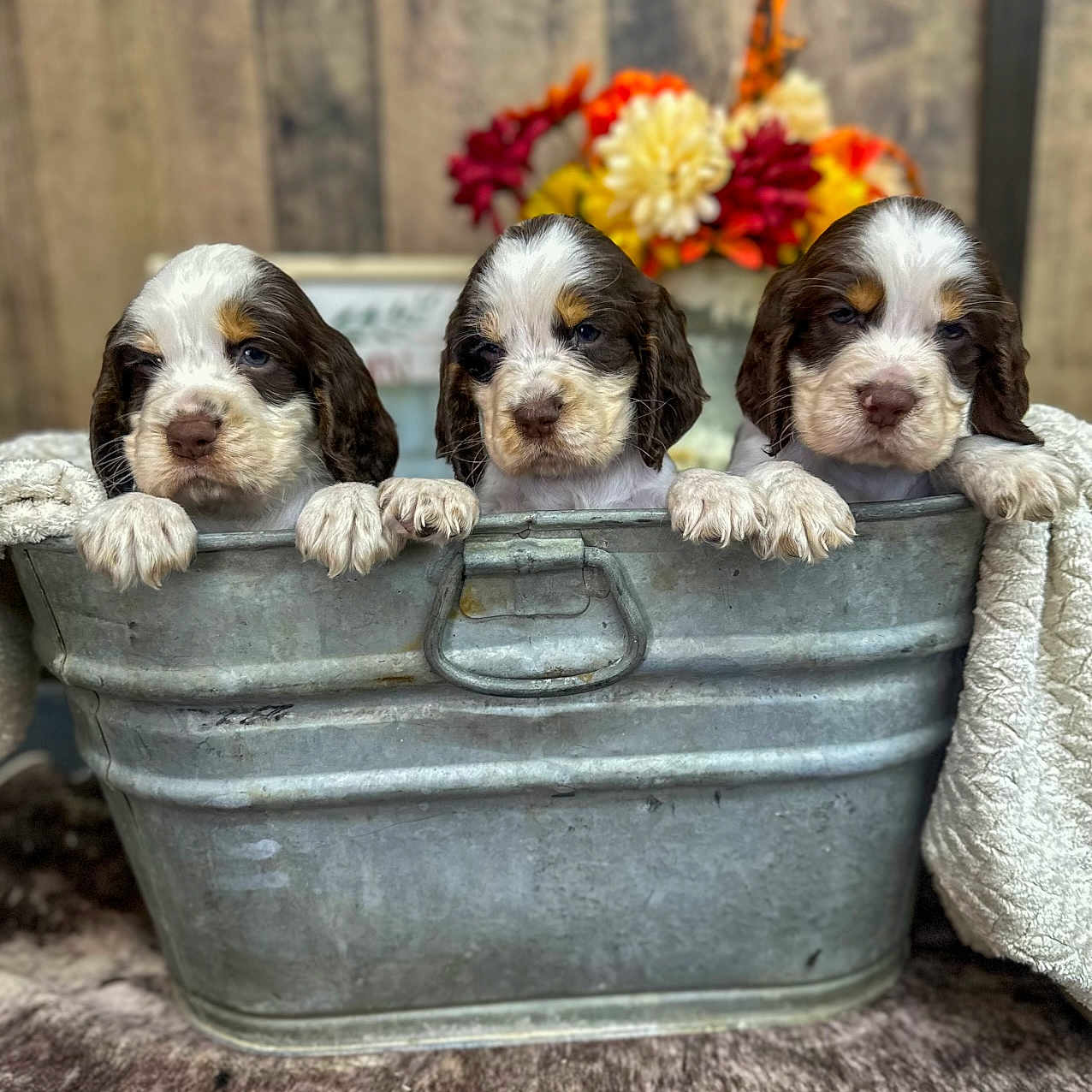 Ritchie Skye Clark joined the competition — help win amazing prizes! adorable, animal, autumn_colors, blanket, brown_and_white, close_up, cozy, curious, cute, dog, flower_arrangement, fur, indoor, metal_tub, pet, portrait, puppy, texture, three_puppies, tub