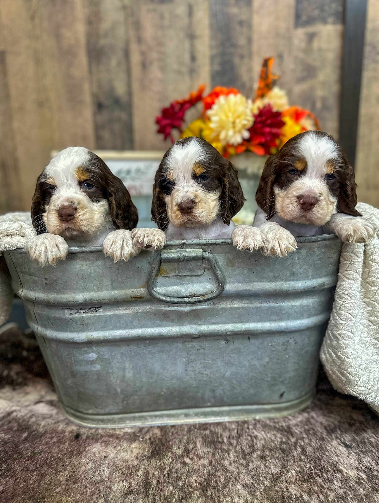 Ritchie Skye Clark joined the competition — help win amazing prizes! puppy, dog, animal, pet, tub, metal_tub, cute, fur, brown_and_white, three_puppies, flower_arrangement, autumn_colors, cozy, indoor, curious, close_up, portrait, blanket, texture, adorable