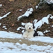 Vasco participe au concours pour gagner de l'argent avec cette photo : dog, white_dog, fluffy, small_dog, snow, winter, outdoors, forest_floor, leaves, branches, sitting, looking_at_camera, fur, pet, animal, nature, cold_weather, white, brown_background, snowy_ground