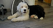 Vasco a rejoint le concours — aidez-le/la à gagner de superbes lots ! puppies, dogs, white_dog, black_dog, fluffy, long_hair, lying_down, resting, indoor, home, wood_floor, hallway, pet_bed, paw, puppy, canine, adorable, relaxed, portrait, floor