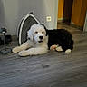 puppies, dogs, white_dog, black_dog, fluffy, long_hair, lying_down, resting, indoor, home, wood_floor, hallway, pet_bed, paw, puppy, canine, adorable, relaxed, portrait, floor