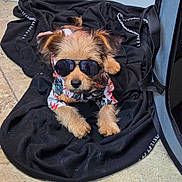Koda is registered to the contest to win money with this photo: puppy, dog, sunglasses, clothing, black_blanket, floor, indoor, tile_floor, cute, pet, small_dog, fashion, accessory, relaxing, animal, portrait, casual, colorful, young_dog, adorable