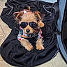 puppy, dog, sunglasses, clothing, black_blanket, floor, indoor, tile_floor, cute, pet, small_dog, fashion, accessory, relaxing, animal, portrait, casual, colorful, young_dog, adorable
