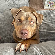 Naya a rejoint le concours — aidez-le/la à gagner de superbes lots ! dog, paw, couch, indoor, pet, brown_dog, close_up, looking_up, nose, ears, fur, soft_texture, blanket, carpet, home, animal, cute, attention, waiting, relaxed