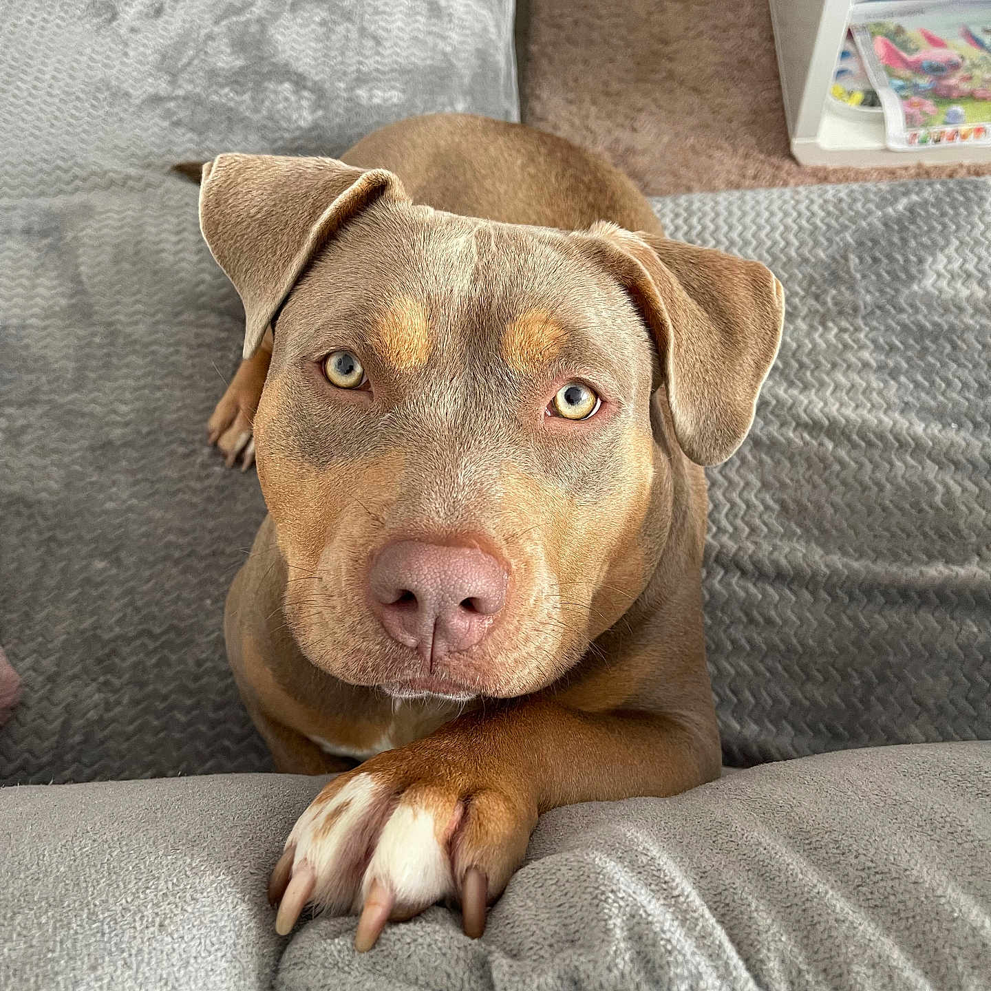 Naya a rejoint le concours — aidez-le/la à gagner de superbes lots ! animal, attention, blanket, brown_dog, carpet, close_up, couch, cute, dog, ears, fur, home, indoor, looking_up, nose, paw, pet, relaxed, soft_texture, waiting