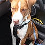 April a rejoint le concours — aidez-le/la à gagner de superbes lots ! dog, brown_and_white, puppy, car_interior, harness, leash, sitting, floor_mat, passenger_seat, window, door_handle, vent, seat, pet, animal, canine, fur, ears, paws, nose