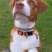 April participe au concours pour gagner de l'argent avec cette photo : dog, brown_and_white, orange_collar, pet, grass, yard, fence, stone_wall, outdoor, paws, lap, canine, animal, close_up, looking_up, cute, domestic_animal, ears, snout, collar_tag