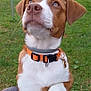 dog, brown_and_white, orange_collar, pet, grass, yard, fence, stone_wall, outdoor, paws, lap, canine, animal, close_up, looking_up, cute, domestic_animal, ears, snout, collar_tag