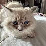 Titi is registered to the contest to win money with this photo: animal, blue_eyes, cat, close_up, curious, cute, domestic_cat, face, feline, fluffy, fur, indoor, kitten, pet, resting, small, soft_light, whiskers, white_bed, young