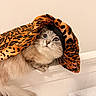 Titi is registered to the contest to win money with this photo: animal, beige_wall, blue_eyes, cat, closeup, curious, cute, domestic_animal, feline, fluffy, hat, indoor, leopard_print, looking_up, pet, planner, portrait, soft_fur, whiskers, white_wainscoting