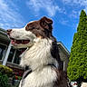 canine, clouds, collar, daytime, dog, fur, garden, grass, happy, house, leash, muzzle, nature, outdoor, pet, portrait, side_view, sky, sunlight, tree