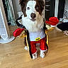 animal, blue_eyes, boxing_gloves, boxing_shorts, champion, clothing, costume, cute, dog, fan, focused, gold_robe, household_items, indoor, pet, pet_costume, playful, portrait, standing, wooden_floor