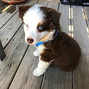 Auggie is registered to the contest to win money with this photo: adorable, animal, blue_eyes, brown_fur, collar, cute, dog, domestic_animal, furry, looking_up, outdoor, pet, puppy, shadow, sitting, small_dog, sunlight, white_fur, wooden_deck, young_dog