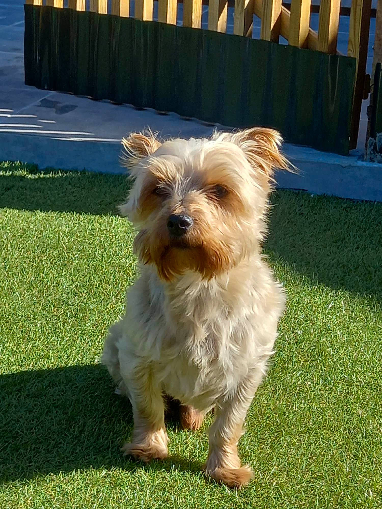 Angel participe au concours pour gagner de l'argent avec cette photo : australian_terrier, biewer_terrier, carnivore, collar, companion_dog, dog, dog_breed, dog_collar, dog_supply, fur, grass, plant, small_terrier, sporting_group, tail, terrier, toy_dog, water_dog