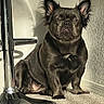 dog, french_bulldog, pet, carpet, indoor, animal, ears, face, paw, fur, shadow, metal, chair, floor, wall, sunlight, texture, sitting, portrait, cute