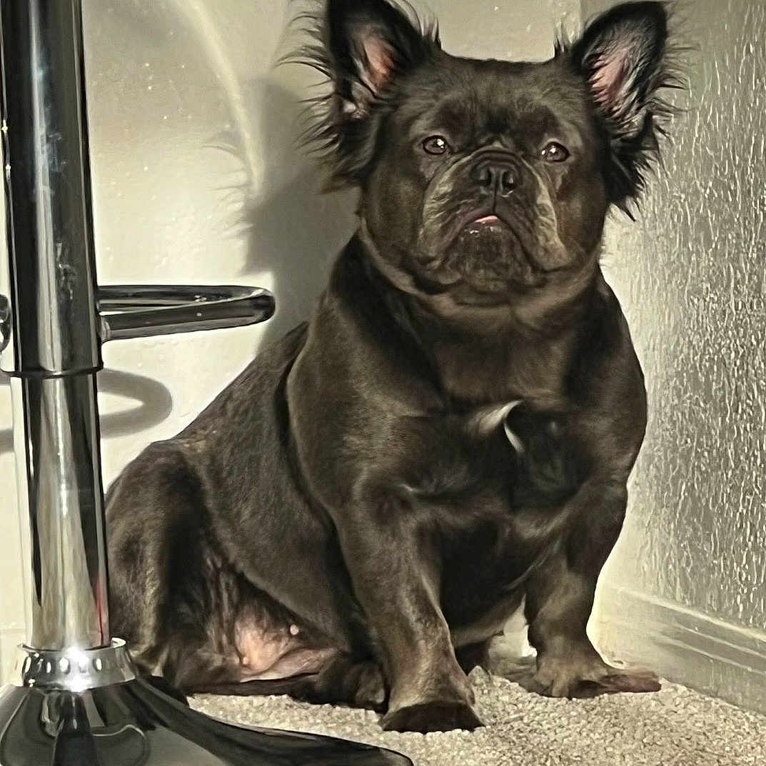 Bella