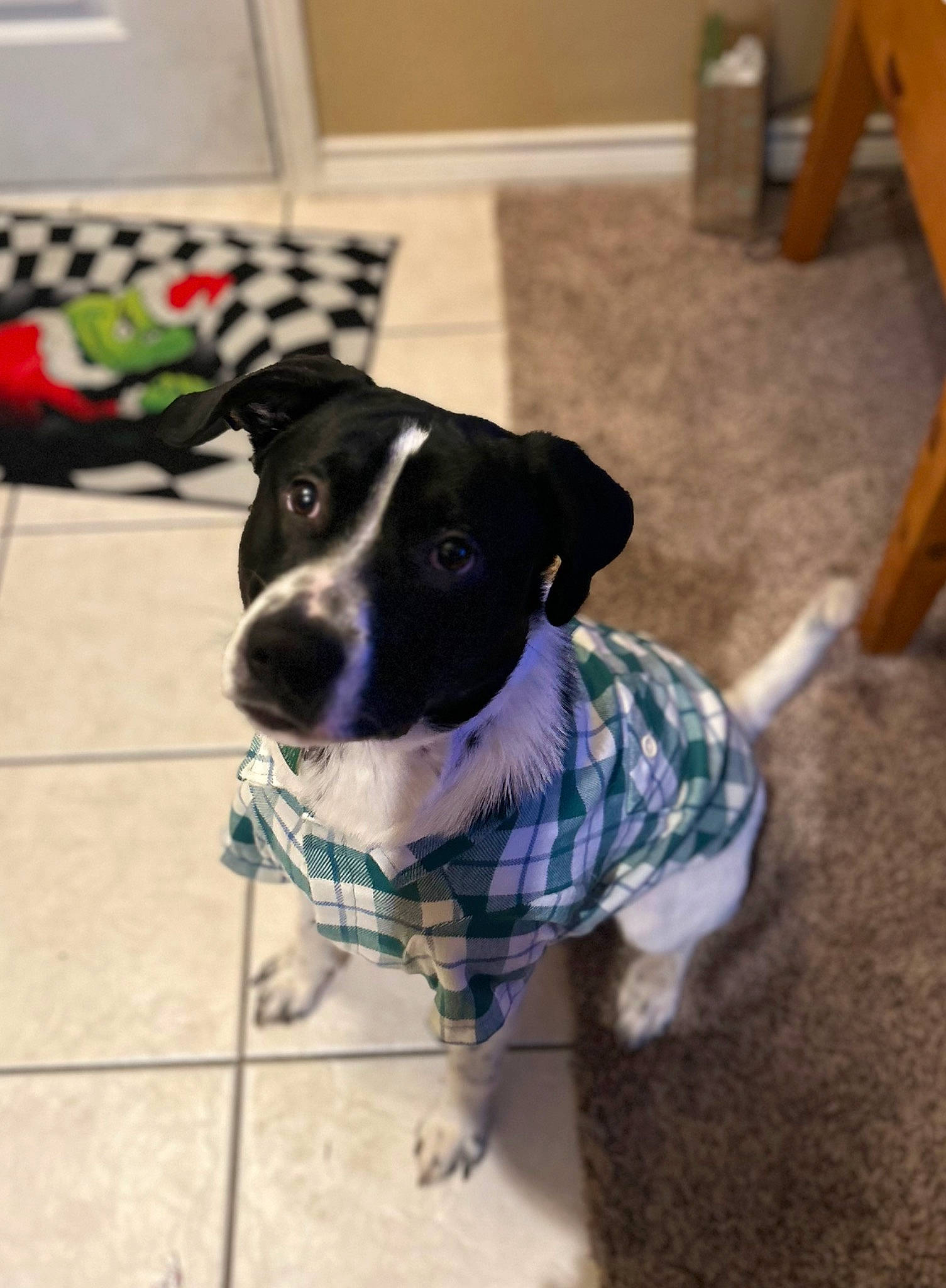 Fletcher is registered to the contest to win money with this photo: canidae, carnivore, collar, companion_dog, dog, dog_breed, dog_collar, dog_supply, fawn, floor, flooring, hardwood, pattern, pet_supply, sporting_group, tail, terrestrial_animal, whiskers, wood, working_animal