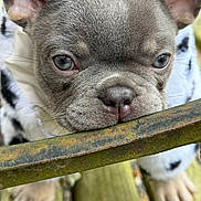 Uno joined the competition — help win amazing prizes! animal, blanket, blue_eyes, close_up, cute, dog, ears, face, french_bulldog, fur, metal_bar, nose, outdoor, paws, pet, puppy, rust, spotted_pattern, wood, young