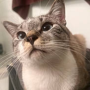 Zeus is registered to the contest to win money with this photo: cat, close_up, whiskers, fur, blue_eyes, indoor, pet, animal, curious, face, mammal, cute, portrait, feline, tabby, domestic_cat, looking_up, soft_light, background_blur, nose