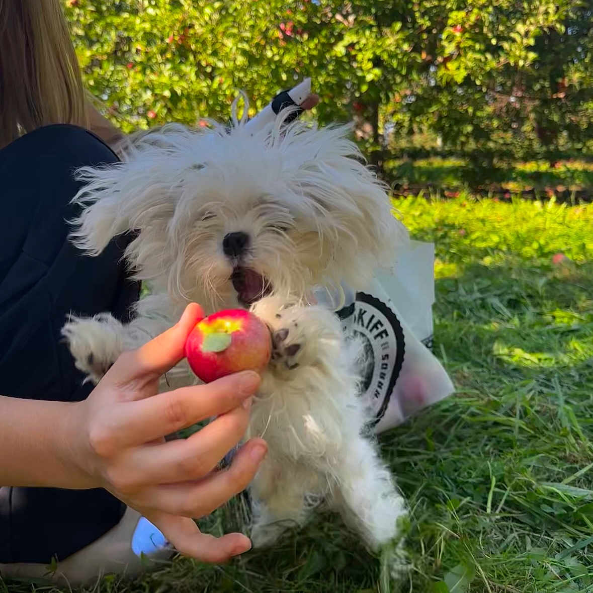 Puff Bug joined the competition — help win amazing prizes! animal, apple, baby, backyard, canine, dog, food, fruit, grass, nature, outdoors, park, person, pet, plant, produce, puppy, vegetation, whitedog, yard