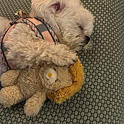Puff Bug is registered to the contest to win money with this photo: accessories, animal, bulldog, canine, couch, dog, eskimodog, furniture, homedecor, leash, person, pet, poodle, puppy, sleeping, strap, teddybear, terrier, toy, whitedog