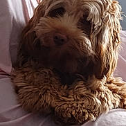 Linkin Bark joined the competition — help win amazing prizes! animal, brown_dog, canine, companion, couch, cozy, curious, curly_fur, dog, fur, furniture, household, indoor, pet, pink_couch, relaxed, resting, spray_bottle, tilted_head, wooden_table