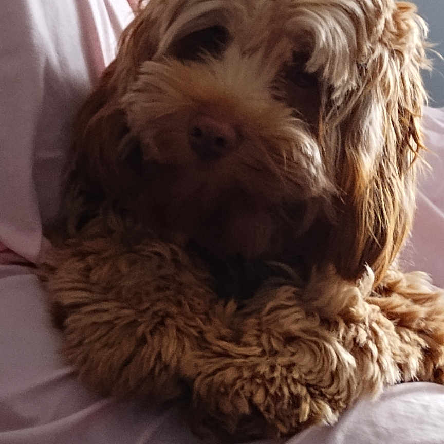 Linkin Bark