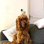 Arsène participe au concours pour gagner de l'argent avec cette photo : dog, cocker_spaniel, golden, long_hair, pet, indoor, sofa, couch, pillow, blanket, brown, fur, relaxed, companion, domestic_animal, house, living_room, calm, seated, animal