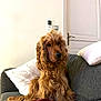 dog, cocker_spaniel, golden, long_hair, pet, indoor, sofa, couch, pillow, blanket, brown, fur, relaxed, companion, domestic_animal, house, living_room, calm, seated, animal