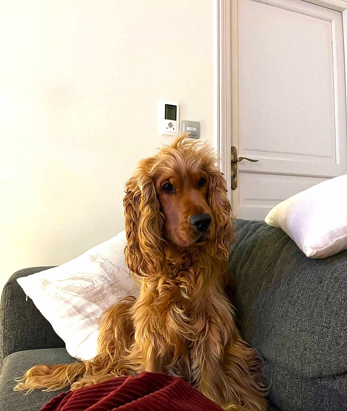 Arsène participe au concours pour gagner de l'argent avec cette photo : dog, cocker_spaniel, golden, long_hair, pet, indoor, sofa, couch, pillow, blanket, brown, fur, relaxed, companion, domestic_animal, house, living_room, calm, seated, animal