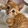 Tigrou a rejoint le concours — aidez-le/la à gagner de superbes lots ! kitten, cat, orange_tabby, furry, whiskers, blue_eyes, portrait, closeup, indoors, bathroom, countertop, mirror, chopsticks, cosmetic_container, pink_container, white_furniture, sitting, adorable, curious, pet