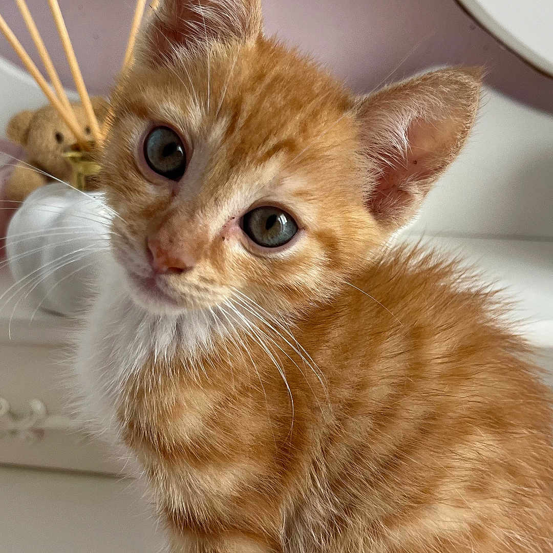 Tigrou a rejoint le concours — aidez-le/la à gagner de superbes lots ! kitten, cat, orange_tabby, furry, whiskers, blue_eyes, portrait, closeup, indoors, bathroom, countertop, mirror, chopsticks, cosmetic_container, pink_container, white_furniture, sitting, adorable, curious, pet