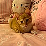 Tigrou a rejoint le concours — aidez-le/la à gagner de superbes lots ! kitten, cat, orange_tabby, pet, animal, feline, bed, bedroom, pink, pillow, stuffed_animal, hello_kitty, blanket, cozy, indoors, cute, whiskers, ears, lying_down, portrait