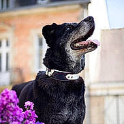 Freedom a rejoint le concours — aidez-le/la à gagner de superbes lots ! dog, black_dog, pet, animal, collar, tongue_out, outdoor, flowers, purple_flowers, blurred_background, building, canine, fur, portrait, looking_up, happy, nature, summer, closeup, domestic_animal
