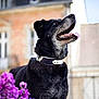 dog, black_dog, pet, animal, collar, tongue_out, outdoor, flowers, purple_flowers, blurred_background, building, canine, fur, portrait, looking_up, happy, nature, summer, closeup, domestic_animal