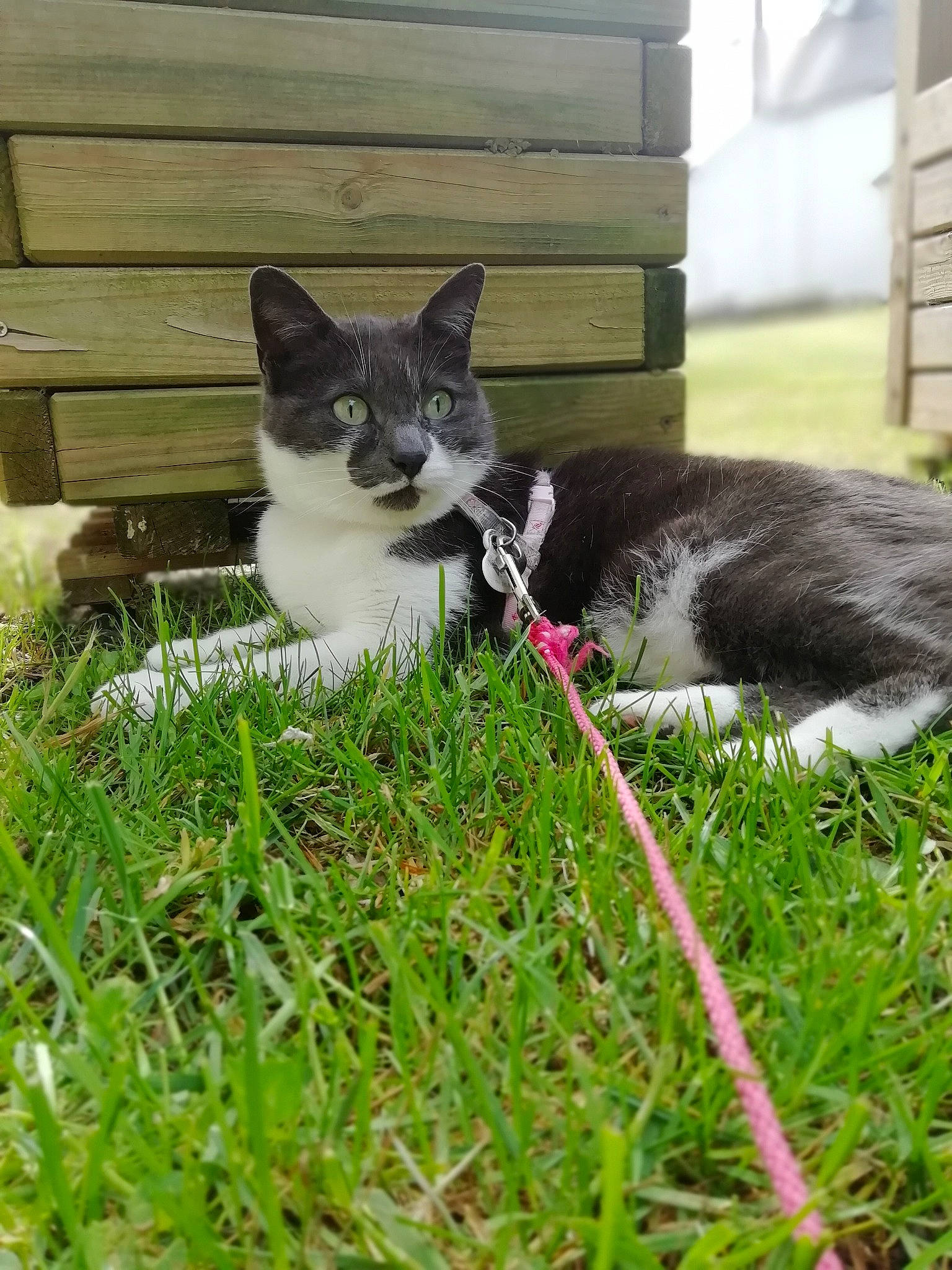 Lady a rejoint le concours — aidez-le/la à gagner de superbes lots ! aegean_cat, carnivore, cat, domestic_short_haired_cat, european_shorthair, felidae, grass, grass_family, kitten, lawn, plant, polydactyl_cat, small_to_medium_sized_cats, tail, whiskers