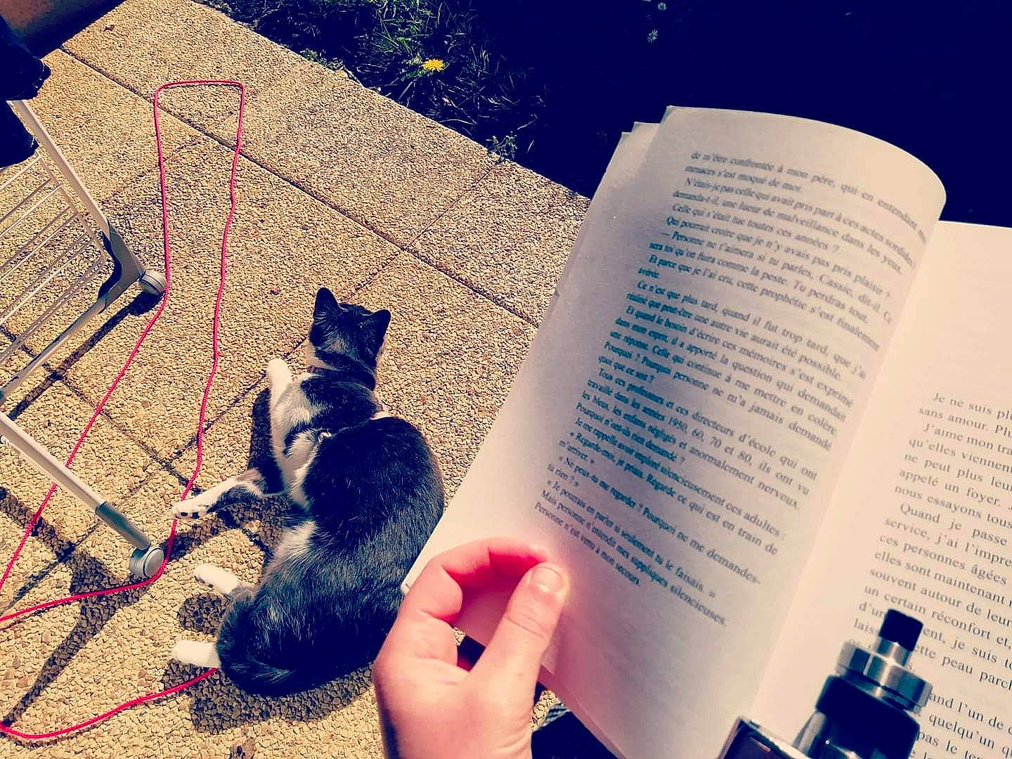 Lady participe au concours pour gagner de l'argent avec cette photo : carnivore, cat, cloud, domestic_short_haired_cat, felidae, hand, kitten, love, paw, play, polydactyl_cat, sand, sky, small_to_medium_sized_cats, square, tail, text, whiskers